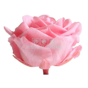 Trandafiri Criogenati PREMIUM PASTEL PINK (Ø7-8,5cm; set 4 buc) - DepozituldeCriogenati.ro