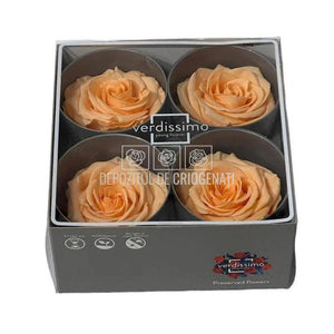 Trandafiri Criogenati PREMIUM PEACH (Ø7-8,5cm; set 4 buc) - DepozituldeCriogenati.ro