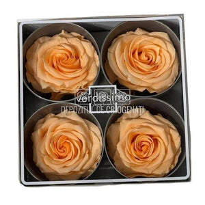 Trandafiri Criogenati PREMIUM PEACH (Ø7-8,5cm; set 4 buc) - DepozituldeCriogenati.ro
