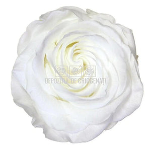 Trandafiri Criogenati PREMIUM WHITE (Ø7-8,5cm; set 4 buc /cutie) - DepozituldeCriogenati.ro