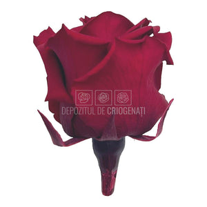 Trandafiri Criogenati PRINCESS BURGUNDY (Ø2,5-3cm, set 16 buc /cutie) - DepozituldeCriogenati.ro