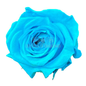 Trandafiri Criogenati PRINCESS TURQUOISE (Ø2,5-3cm, set 16 buc) - DepozituldeCriogenati.ro