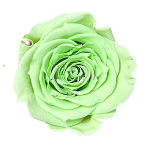 Trandafiri Criogenati S GRE-04 (Ø3-4cm, set 12 buc /cutie) - DepozituldeCriogenati.ro