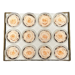Trandafiri Criogenati S PEA-89 (Ø3-4cm, set 12 buc /cutie) - DepozituldeCriogenati.ro