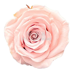 Trandafiri Criogenati S PIN-04 (Ø3-4cm, set 12 buc /cutie) - DepozituldeCriogenati.ro