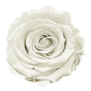 Trandafiri Criogenati S WHI-04 (Ø3-4cm, set 12 buc /cutie) - DepozituldeCriogenati.ro