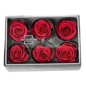 Trandafiri Criogenati STANDARD DARK PINK (Ø5-5,5cm) - DepozituldeCriogenati.ro