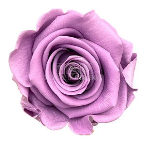 Trandafiri Criogenati STANDARD LILA (Ø5-5,5cm) - DepozituldeCriogenati.ro