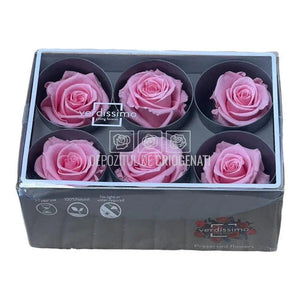 Trandafiri Criogenati STANDARD PASTEL PINK (Ø5-5,5cm) - DepozituldeCriogenati.ro