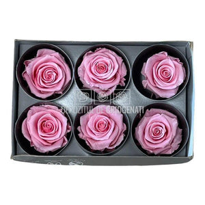 Trandafiri Criogenati STANDARD PASTEL PINK (Ø5-5,5cm) - DepozituldeCriogenati.ro