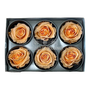 Trandafiri Criogenati STANDARD PEACH (Ø5-5,5cm) - DepozituldeCriogenati.ro