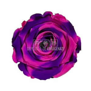 Trandafiri Criogenati XL BIC-66 (Ø6-6,5cm, set 6 buc /cutie) - DepozituldeCriogenati.ro