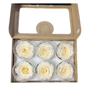 Trandafiri Criogenati XL CHA-89 (Ø6-6,5cm, set 6 buc /cutie) - DepozituldeCriogenati.ro