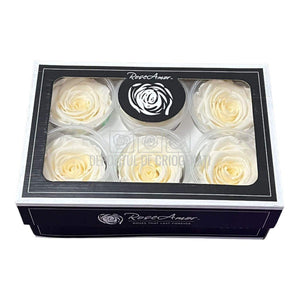 Trandafiri Criogenati XL CHA-89 (Ø6-6,5cm, set 6 buc /cutie) - DepozituldeCriogenati.ro