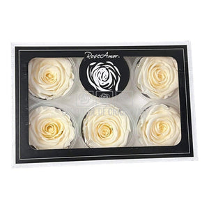 Trandafiri Criogenati XL CHA-89 (Ø6-6,5cm, set 6 buc /cutie) - DepozituldeCriogenati.ro