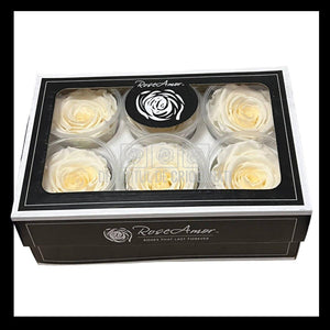 Trandafiri Criogenati XL CHA-89 (Ø6-6,5cm, set 6 buc /cutie) - DepozituldeCriogenati.ro