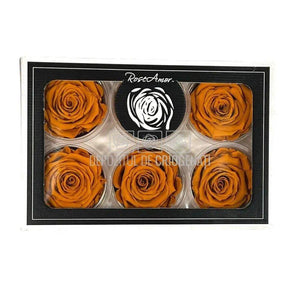 Trandafiri Criogenati XL CLY-01 (Ø6-6,5cm, set 6 buc /cutie) - DepozituldeCriogenati.ro