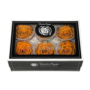 Trandafiri Criogenati XL CLY-01 (Ø6-6,5cm, set 6 buc /cutie) - DepozituldeCriogenati.ro