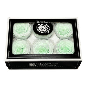 Trandafiri Criogenati XL GRE-89 (Ø6-6,5cm, set 6 buc /cutie) - DepozituldeCriogenati.ro