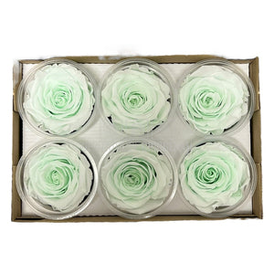 Trandafiri Criogenati XL GRE-89 (Ø6-6,5cm, set 6 buc /cutie) - DepozituldeCriogenati.ro