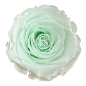 Trandafiri Criogenati XL GRE-89 (Ø6-6,5cm, set 6 buc /cutie) - DepozituldeCriogenati.ro