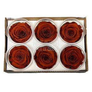 Trandafiri Criogenati XL GRP-01 (Ø6-6,5cm, set 6 buc /cutie) - DepozituldeCriogenati.ro