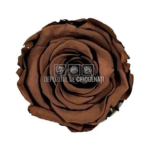 Trandafiri Criogenati XL GRP-02 (Ø6-6,5cm, set 6 buc /cutie) - DepozituldeCriogenati.ro