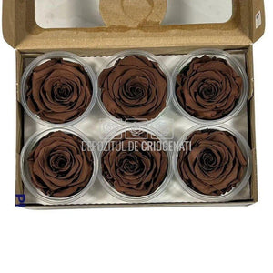 Trandafiri Criogenati XL GRP-02 (Ø6-6,5cm, set 6 buc /cutie) - DepozituldeCriogenati.ro