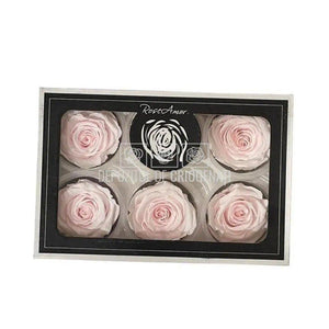 Trandafiri Criogenati XL PIN-89 (Ø6-6,5cm, set 6 buc /cutie) - DepozituldeCriogenati.ro