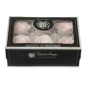 Trandafiri Criogenati XL PIN-89 (Ø6-6,5cm, set 6 buc /cutie) - DepozituldeCriogenati.ro