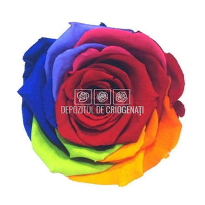 Trandafiri Criogenati XL RAINBOW RED-02 (Ø6-6,5cm, set 6 buc) - DepozituldeCriogenati.ro