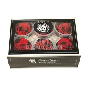 Trandafiri Criogenati XL RED-03 (Ø6-6,5cm, set 6 buc /cutie) - DepozituldeCriogenati.ro
