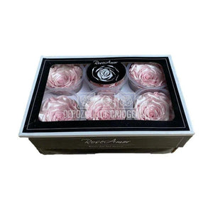 Trandafiri Criogenati XL SATIN STRAWBERRY (Ø6-6,5cm, set 6 buc) - DepozituldeCriogenati.ro