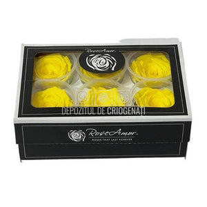 Trandafiri Criogenati XL YEL-99 (Ø6-6,5cm, set 6 buc /cutie) - DepozituldeCriogenati.ro