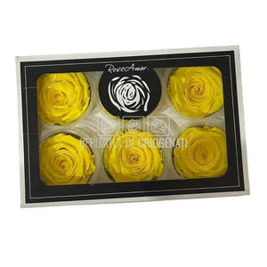 Trandafiri Criogenati XL YEL-99 (Ø6-6,5cm, set 6 buc /cutie) - DepozituldeCriogenati.ro