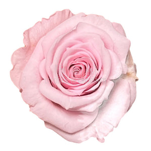 Trandafiri Criogenati XS PIN-04 (Ø3cm, set 18 buc /cutie) - DepozituldeCriogenati.ro