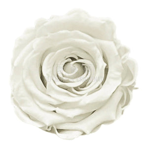 Trandafiri Criogenati XS WHI-04 (Ø3cm, set 18 buc /cutie) - DepozituldeCriogenati.ro