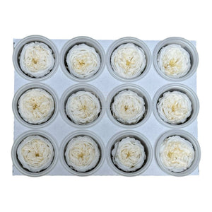 Trandafiri de gradina AMELIA CHA-89 (dia. 3-4cm, set 12 buc /cutie)