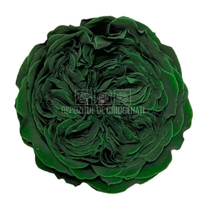 Trandafiri de gradina AMELIA GRE-02 (Ø3-4cm, set 12 buc /cutie) - DepozituldeCriogenati.ro