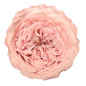 Trandafiri de gradina AMELIA PIN-04 (Ø3-4cm, set 12 buc /cutie) - DepozituldeCriogenati.ro