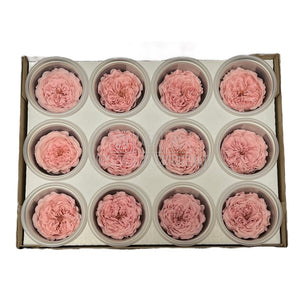 Trandafiri de gradina AMELIA PIN-04 (Ø3-4cm, set 12 buc /cutie) - DepozituldeCriogenati.ro