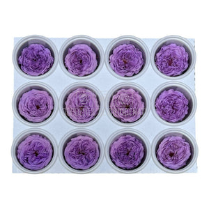 Trandafiri de gradina AMELIA VIO-03 (dia. 3-4cm, set 12 buc /cutie)