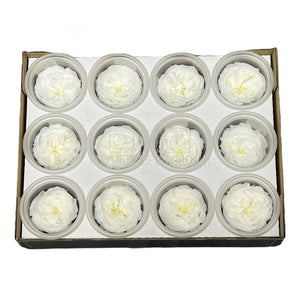 Trandafiri de gradina AMELIA WHI-01 (Ø3-4cm, set 12 buc /cutie) - DepozituldeCriogenati.ro