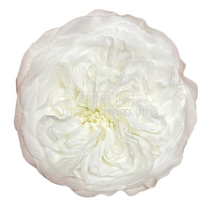 Trandafiri de gradina AMELIA WHI-01 (Ø3-4cm, set 12 buc /cutie) - DepozituldeCriogenati.ro