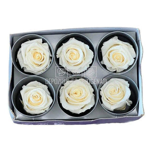 Trandafiri STANDARD CHAMPAGNE (Ø5-5,5cm; set 6 buc /cutie) - DepozituldeCriogenati.ro