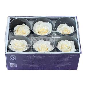 Trandafiri STANDARD CHAMPAGNE (Ø5-5,5cm; set 6 buc /cutie) - DepozituldeCriogenati.ro