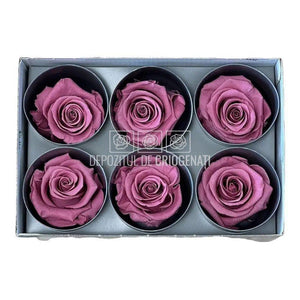 Trandafiri STANDARD CHERRY BLOSSOM (Ø5-5,5cm) - DepozituldeCriogenati.ro