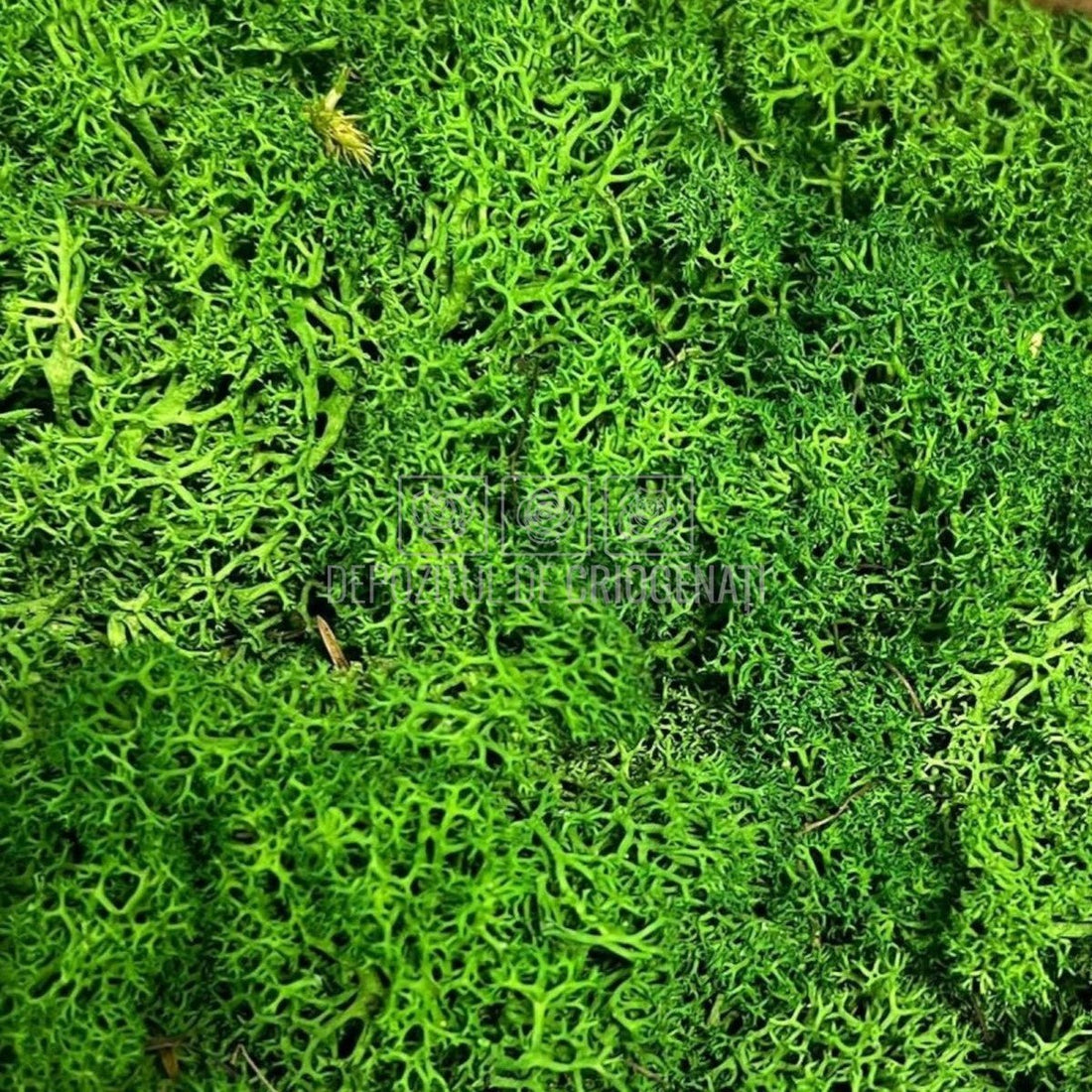 Licheni decorativi stabilizați: o alegere ecologică și durabilă - Depozitul de Criogenati