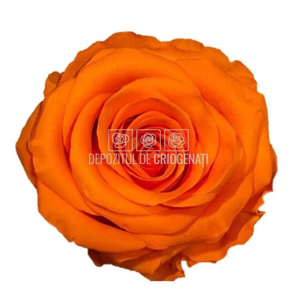 Trandafiri Criogenati PREMIUM ORANGE: Durabilitate și eleganță pentru floriști profesioniști - Depozitul de Criogenati