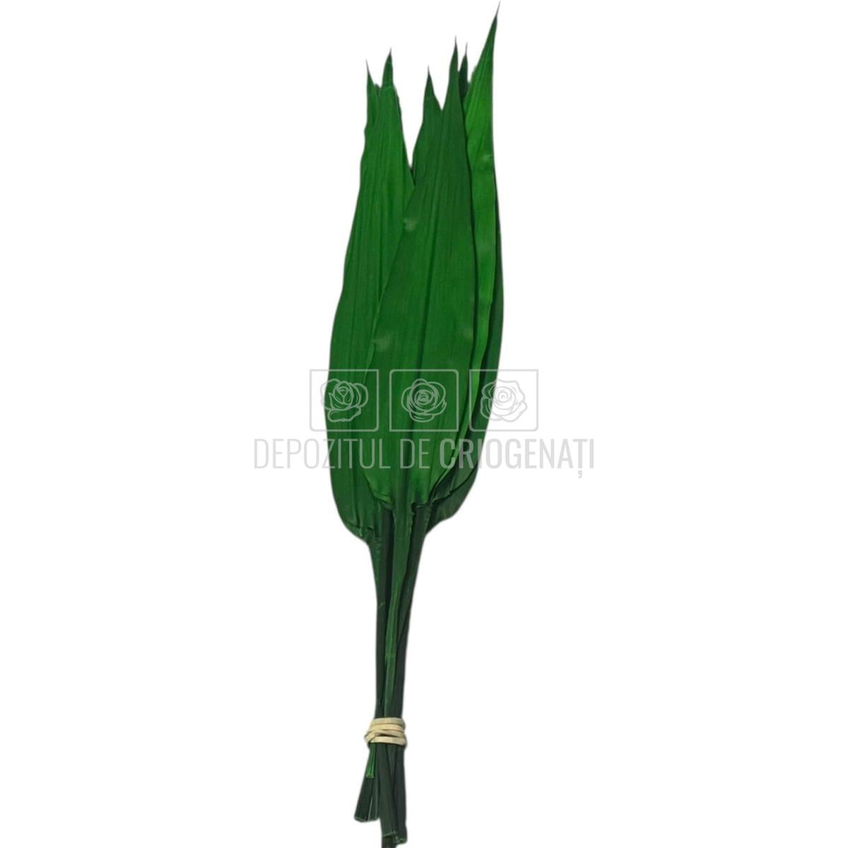 ALSPIDISTRA LULU - Flori Criogenate pentru Decor (10 fire)